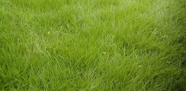 Principais tipos de grama
