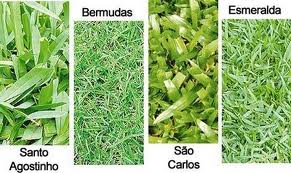 Principais tipos de grama