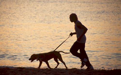Não deixe o cachorro solto na areia da praia (Foto: Divulgação)