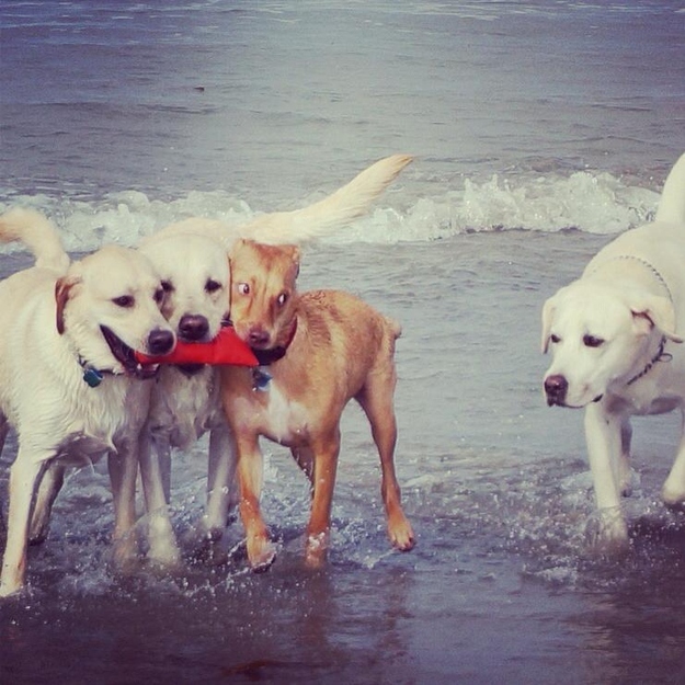 Cachorros na praia (Foto: Divulgação)
